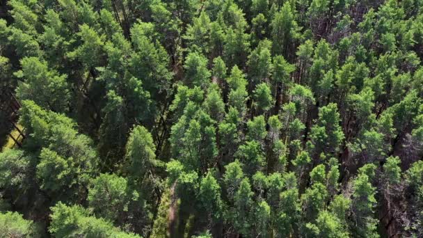 Friska gröna träd i en skog av gammal gran, gran och tallar i vildmarken i en nationalpark. Lagerbilder. Ekosystem och hälsosam miljö. — Stockvideo