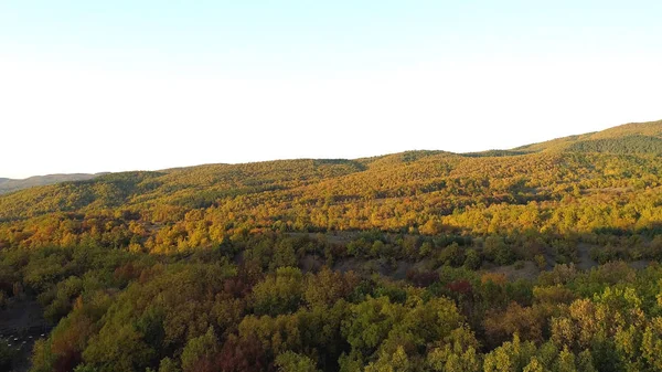 Vista superior da floresta de montanha no outono. Atingido. Bela floresta de outono laranja e vermelha, muitas árvores nas colinas de laranja — Fotografia de Stock