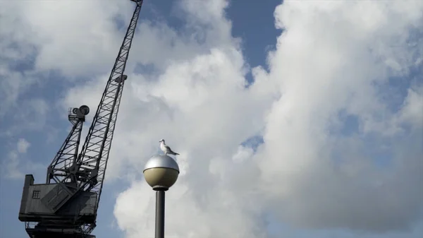 Gaivota em pé sobre a lâmpada de rua na frente do guindaste de construção preto. Acção. Pássaro branco bonito em uma luz de rua com um guindaste e azul céu nublado fundo . — Fotografia de Stock