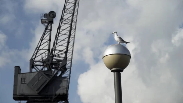 Mouette debout sur le lampadaire en face de grue de construction noire. L'action. Bel oiseau blanc sur un lampadaire avec une grue et fond bleu ciel nuageux . — Photo