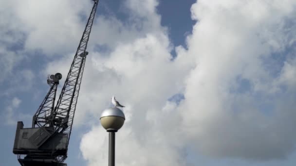 Siyah inşaat vincinin önünde sokak lambasının üzerinde duran martı. Başla. Bir sokak lambasında mavi bulutlu bir arka planı olan güzel beyaz bir kuş.. — Stok video