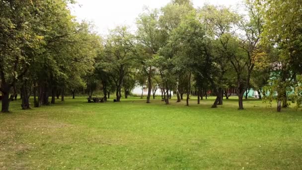 市公園の緑の芝生と緑の葉は、晴れた夏の日に風にゆっくりと揺れる。ストック映像だ明るい新鮮な牧草地、成長している木、古い木製のベンチ. — ストック動画