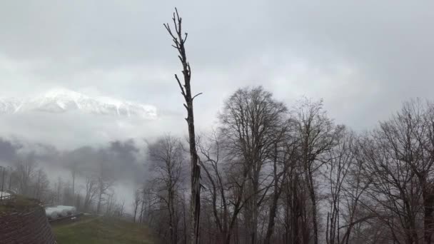 Gyönyörű téli táj hó borította hegycsúcs borítja köd. Tőzsdei lábbelik. Titokzatos havas hegy, köd és kopasz fák borítják. — Stock videók