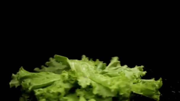 黒の背景に隔離された回転する新鮮なグリーンサラダの束を閉じます。ストック映像だ側面に飛んで水の滴で回転する緑のサラダの葉. — ストック動画