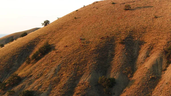 草原和山丘的侧面,金色的光芒和日落的阴影. 开枪了 马在多云的天空背景下的山坡上吃草. — 图库照片