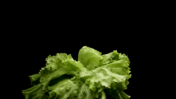 Primer plano de lechuga verde fresca girando aislada sobre fondo negro, concepto de comida saludable. Imágenes de archivo. Hermosa ensalada verde fresca lista para la preparación de alimentos . — Vídeo de stock