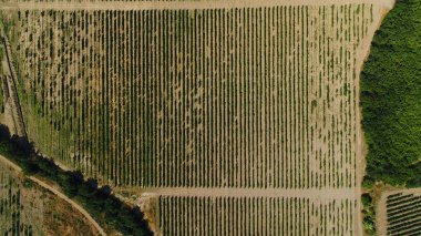 İlkbahar günü kırsalda ekili yeşil tarlaları olan uçan bir arazinin havadan görünüşü. Vuruldu. Yeşil ağaçların yanında yetişen bitkilerin olduğu topraklar.