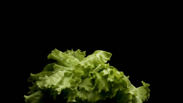 Close up de alface verde fresca girando isolado sobre fundo preto, conceito de comida saudável. Imagens de stock. Salada verde fresca bonita pronta para a preparação de alimentos . — Fotografia de Stock