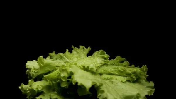 Primer plano de racimo de ensalada verde fresca girando Aislado sobre fondo negro. Imágenes de archivo. Hojas de ensalada verde girando con gotas de agua volando hacia los lados . —  Fotos de Stock