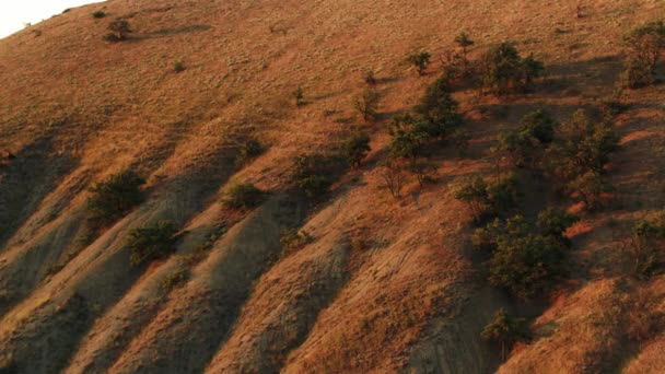 Zijaanzicht van bergachtig landschap met groeiende struiken onder de zonsondergang licht in de avond. Neergeschoten. Luchtfoto van heuvelachtig gebied op blauwe lucht achtergrond. — Stockvideo