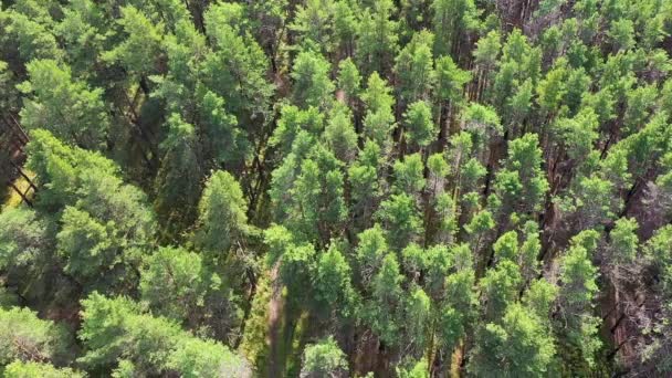 Top vew auf grünen Wald. Filmmaterial. schöner Sommer Blick auf den grünen Wald — Stockvideo