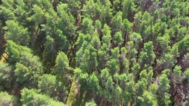 푸른 숲의 꼭대기에 있습니다. 영상. 아름다운 여름 풍경의 푸른 숲 — 비디오