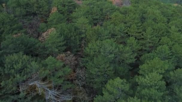 끝 없이 펼쳐져 있는 아름다운 울창 한 숲 위의 공중 풍경. 총 맞았어. 초가을에 나무 꼭대기 위에 있는 자연 경관. — 비디오