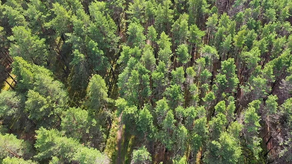 Top vew auf grünen Wald. Filmmaterial. schöner Sommer Blick auf den grünen Wald — Stockfoto