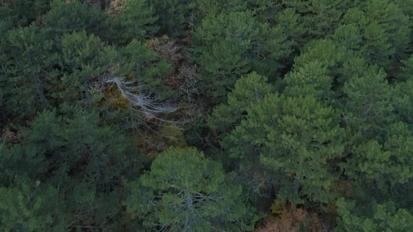 Widok z lotu ptaka nad niekończącym się pięknym gęstym lasem. Postrzelony. Naturalny krajobraz nad wierzchołkami drzew wczesną jesienią. — Zdjęcie stockowe