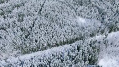 Kış ormanı boyunca yol, üst hava manzarası. Hareket. Çam ağacı ormanının nefes kesici manzarası karla ve kırsal dar yollarla kaplı..