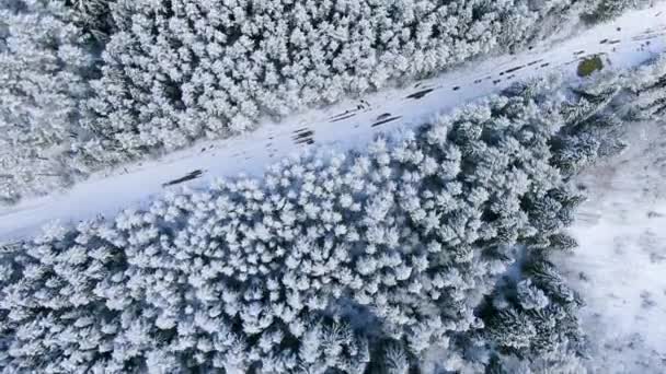 Vägen genom vinter skogen, antenn ovanifrån. Rörelse. Häpnadsväckande landskap tallskog täckt av snö och landsbygd smal väg. — Stockvideo