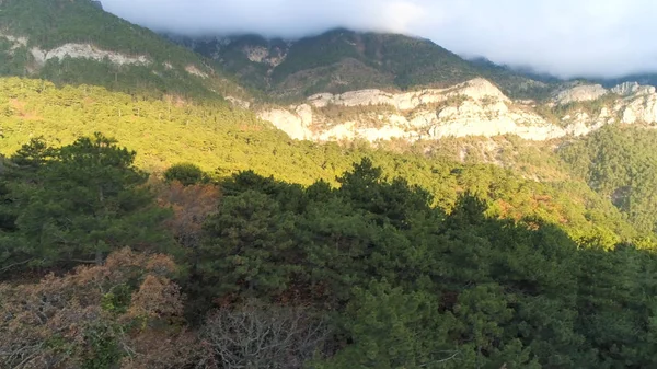 Paisagem de outono com árvores secas e pinheiros verdes com grandes montanhas envoltas em névoa matinal. Atingido. Vista aérea da densa floresta mista e montanhas nebulosas gigantes . — Fotografia de Stock