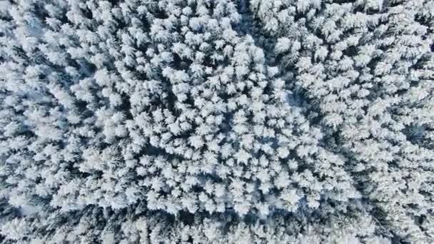 Top view of tall fir trees in winter background. Motion. Beautiful view of the snow-capped firs in the forest. The deep cold winter — 비디오