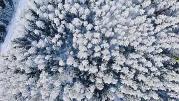 Top view of tall fir trees in winter background. Motion. Beautiful view of the snow-capped firs in the forest. The deep cold winter — Stock Video