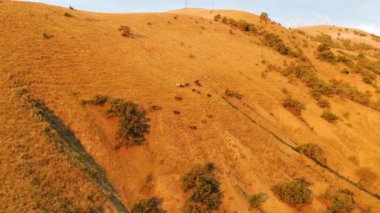 Baharda dağ yamacında otlayan bir grup atın en iyi manzarası. Vuruldu. Yamaçtaki otlayan atların manzarası