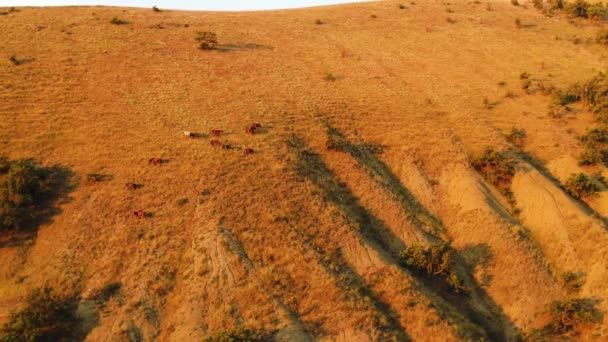 Widok z góry grupy koni wypasanych na zboczu góry wiosną. Postrzelony. Widok z góry na pasące się konie na stoku — Wideo stockowe