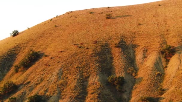 Vista dall'alto di gruppo di cavalli al pascolo sul pendio della montagna in primavera. Gli hanno sparato. Vista dall'alto dei cavalli al pascolo sul pendio — Video Stock