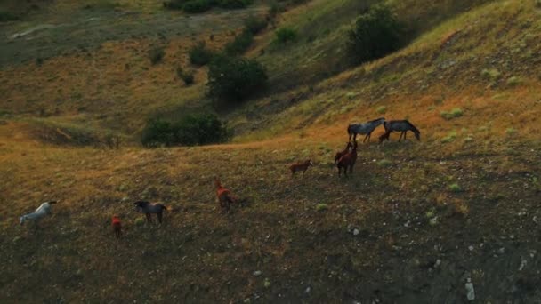 Scénický výhled na koně pasoucí se na louce na úbočí kopce. Zastřelen. Pohled shora na pasoucí se koně na svahu — Stock video