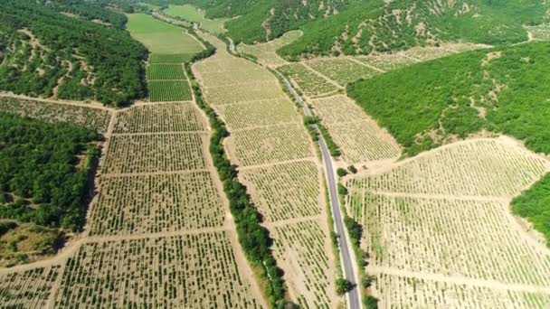 Vista superior de los campos agrícolas bajo plántulas. Le dispararon. Grandes campos para siembra de cultivos — Vídeo de stock