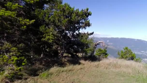 Flygfoto över skogen i ett bergigt område. Skjuten. Ren vacker grön skog på en solig dag — Stockvideo