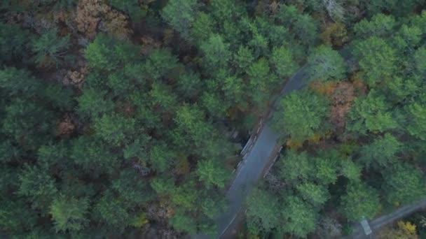 Top view of road passing through coniferous forest. Shot. Beautiful top view of serpentine road in dense coniferous forest in summer — Stock Video