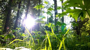 Ağaçların arasından parlayan parlak güneş ışığına karşı küçük yapraklı yeşil bitkilerin etrafını sarın. Stok görüntüleri. Güneş ışığında doğal çiçek arkaplanı.