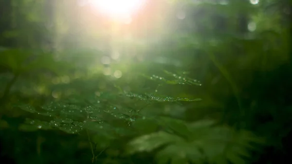 木々を通して輝く明るい日差しに対して穏やかな小さな葉の上に朝の露の多くの小さな滴と緑の植物の終わり。ストック映像だ太陽の下での自然な花の背景. — ストック写真