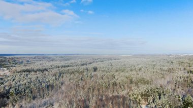 Güneşli kış gününde taze karla kaplı beyaz ladin ağaçlarının üzerinde uçuyorlar. Hareket. Çarpıcı bir kışın ardından karışık orman. Derin karlı kış ormanı