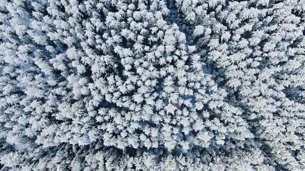 Vista superior de abetos altos en el fondo de invierno. Moción. Hermosa vista de los abetos nevados en el bosque. El frío invierno profundo — Foto de Stock