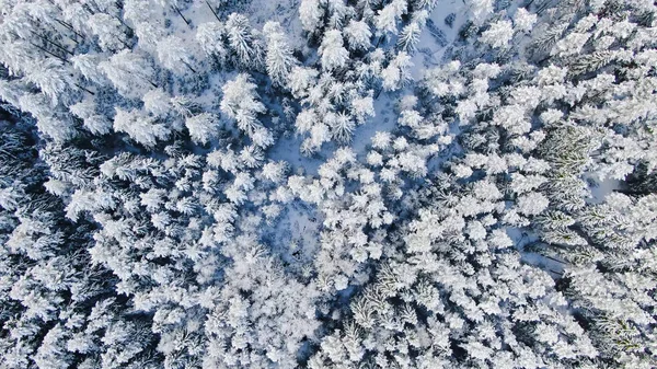 Blick von oben auf hohe Tannen im Winter Hintergrund. Bewegung. Schöne Aussicht auf die schneebedeckten Tannen im Wald. der tiefkalte Winter — Stockfoto