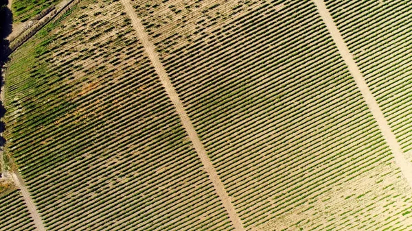 Vista superior dos campos agrícolas sob mudas. Atingido. Grandes campos para semear culturas — Fotografia de Stock