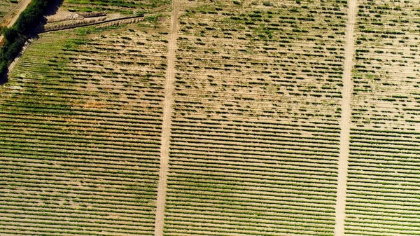 Blick von oben auf landwirtschaftliche Felder unter Setzlingen. Schuss. große Felder für die Aussaat von Pflanzen — Stockfoto
