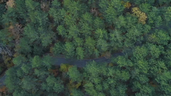 Top view of road passing through coniferous forest. Shot. Beautiful top view of serpentine road in dense coniferous forest in summer