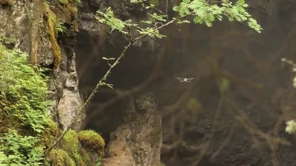 Drone volant à l'extérieur sur le fond de forêt verte d'été. Images d'archives. Quadcopter volant devant des rochers escarpés dans la forêt .