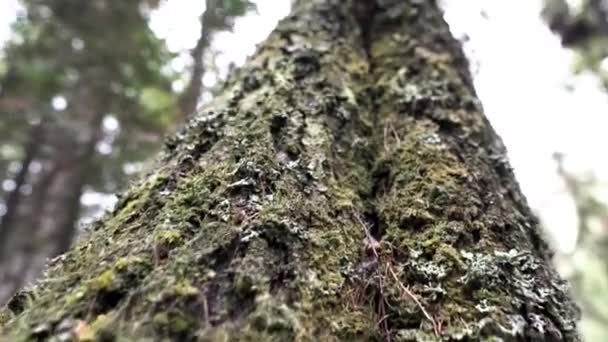 Primer plano de un tronco de árbol viejo cubierto de musgo verde sobre el bosque y el fondo nublado del cielo. Imágenes de archivo. Vista inferior de la textura del tronco de madera . — Vídeo de stock