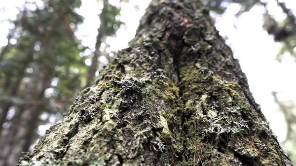 Gros plan d'un vieux tronc d'arbre recouvert de mousse verte sur fond de forêt et de ciel nuageux. Images d'archives. Vue du bas de la texture du tronc en bois . — Photo