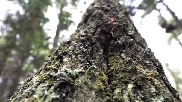 Primer plano de un tronco de árbol viejo cubierto de musgo verde sobre el bosque y el fondo nublado del cielo. Imágenes de archivo. Vista inferior de la textura del tronco de madera . — Vídeo de stock