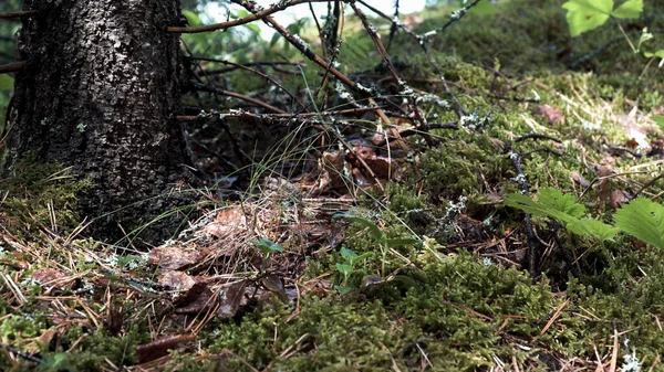 Közelkép a föld az erdőben borított zöld moha. Készletfelvétel. Nyári liget szárított nedves levelekkel a földön. — Stock Fotó