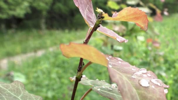 Nahaufnahme von Ameisen auf den Blättern eines Astes mit Morgentau auf frischem grünen Gras Hintergrund. Archivmaterial. Wassertropfen und Insekten auf dem kleinen Ast. — Stockvideo