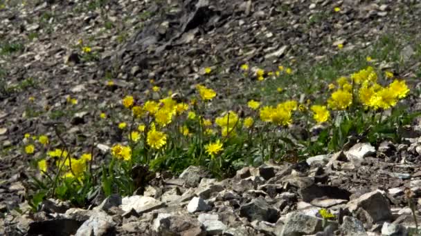 Primer plano de flores amarillas de buttercup que crecen en una superficie pedregosa. Imágenes de archivo. Fondo floral, flores suaves y hermosas de primavera balanceándose en el viento . — Vídeo de stock