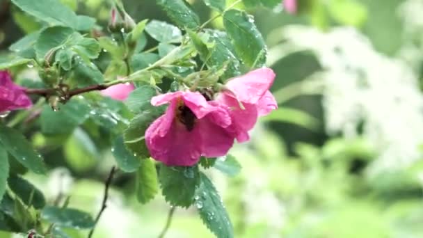 El primer plano del abejorro en la flor rosada del escaramujo en el parque veraniego de la ciudad. Imágenes de archivo. Fondo natural de rosal silvestre y pequeño insecto dentro de la yema . — Vídeos de Stock