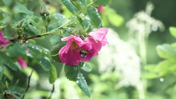 Közelkép dongó egy rózsaszín virág egy dogrose a nyári városi parkban. Készletfelvétel. Természetes háttér vad rózsabokor és kis rovar a bimbóban. — Stock videók