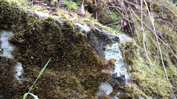 Närbild av marken och en sten i skogen täckt av grön mossa. Lagerbilder. Sommarlund med vissna blöta löv liggande på marken. — Stockfoto