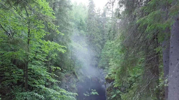 Vacker dimmig morgonutsikt över dimmig ravin i tät grön sommarskog. Lagerbilder. Antenn av blandskog och branta bergsluttningar. — Stockfoto